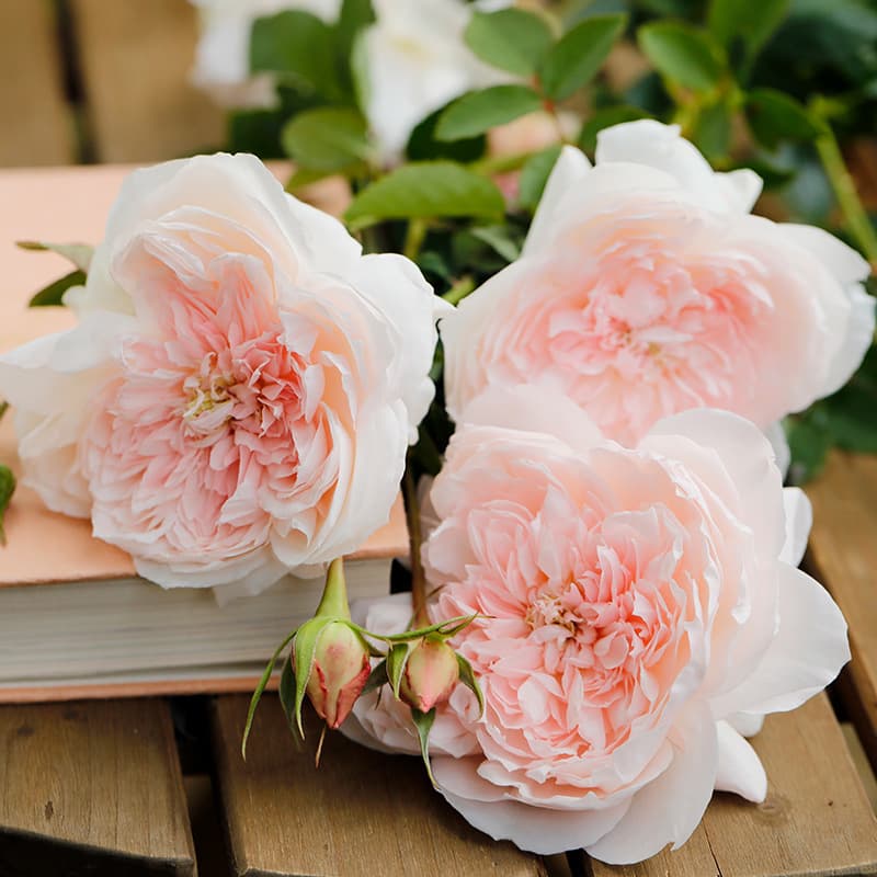 Rose Seedlings Large Flowers Strong Fragrance Blooming Roses Potted Plants Climbing Plants Shrubs Green Plants