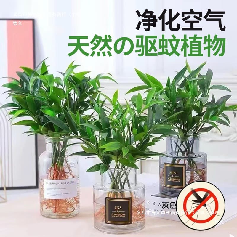 ✅ Lucky Bamboo Mosquito Repellent Plant - Hydroponic Indoor Greenery for Living Room/Office Desks, Year-Round Maintenance
