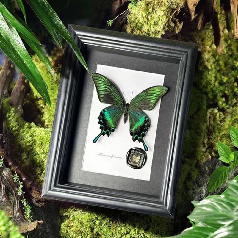 Real Butterfly Specimen Frame High-End Wooden Decorative Painting Home Ornament European Vintage Photo Frame Birthday Gift