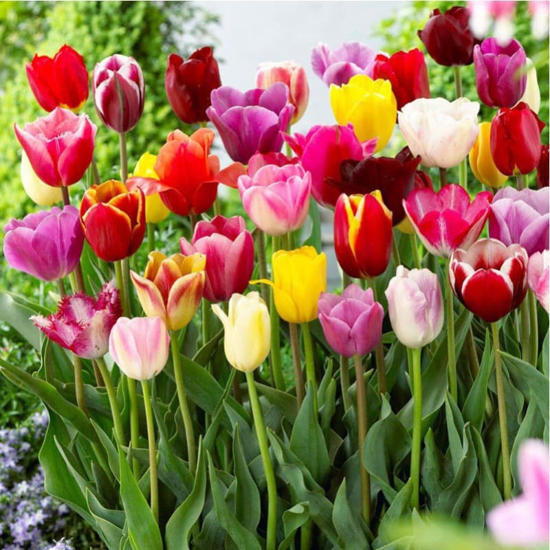 Tulip Bulbs, Perennial Tulip Seeds for Soil and Hydroponic Cultivation, Indoor and Outdoor Planting, Cold-Resistant, Easy to Grow, Mixed Colors