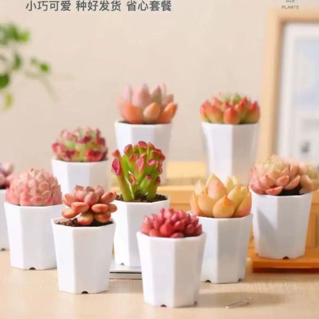 Free shipping on potted succulents, small potted succulent plants, kindergarten gifts, Women's Day promotional gifts.