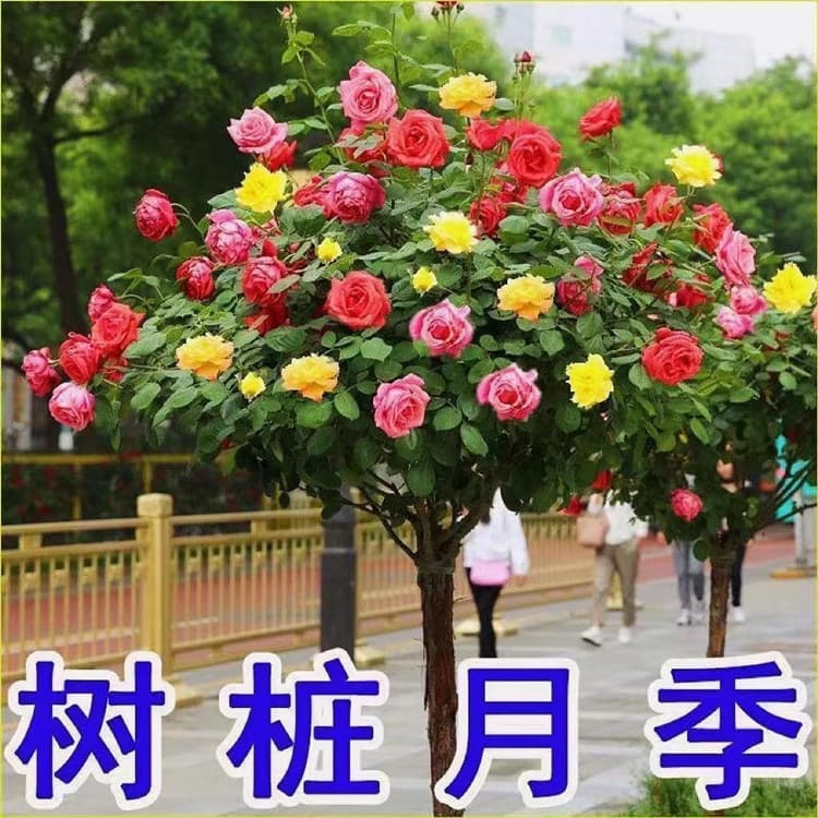 Tree Rose Plant Standard Rose High Stem Rose Four Seasons Blooming Potted Plant Indoor Easy Care Flower Green Plant