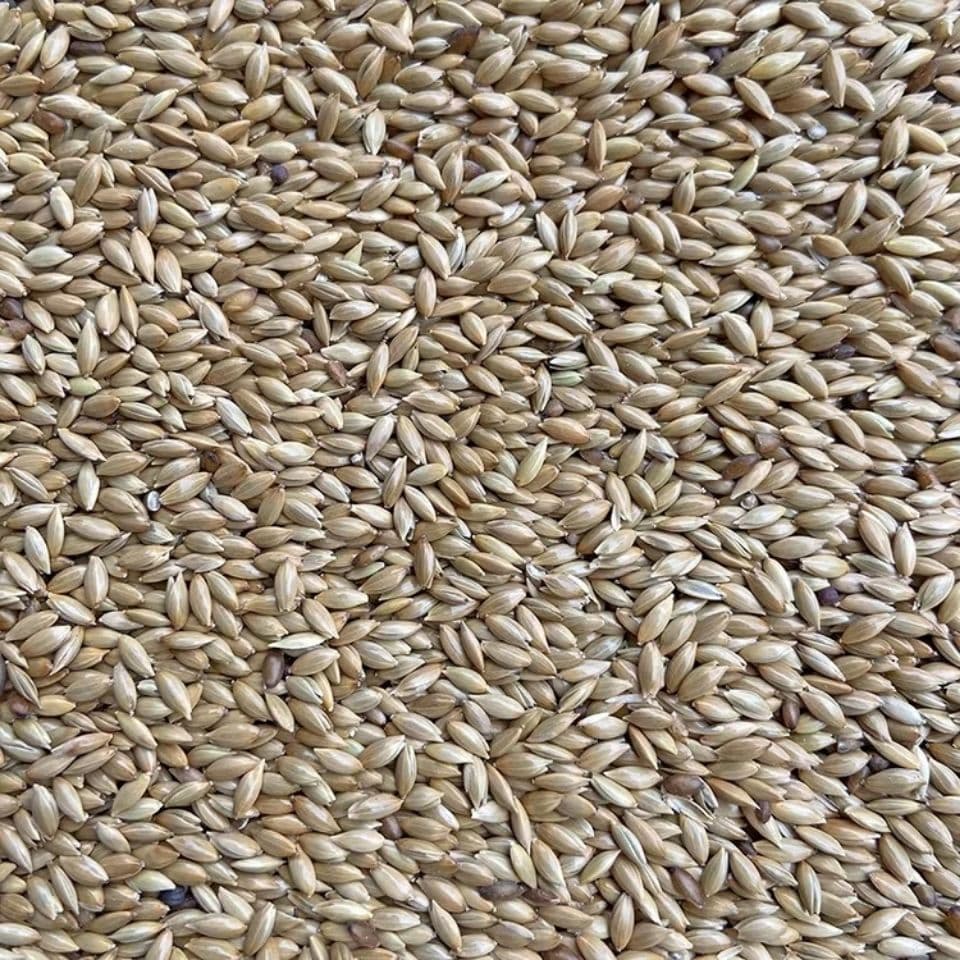 [Wholesale] Canary Seed Bird Food Oil Tip Millet White Tip Millet Grass Seed Bird Food Canary Seed
