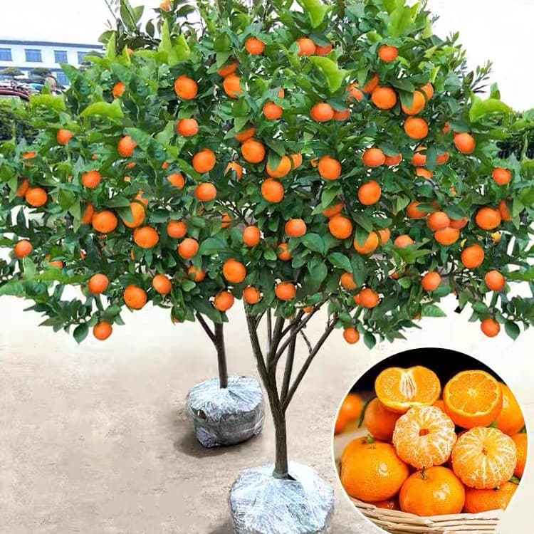 Sugar Orange Seedlings, Tangerine Tree, Kumquat Seedlings, Ground-Planting Seedlings, Seedless Orange Tree Seedlings, Bearing Fruit Same Year, Wholesale