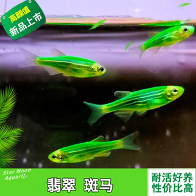 Emerald Zebrafish Fluorescent Zebrafish Live Freshwater Fish Cold Water Fish Tropical Fish Ornamental Fish Farm Wholesale Small Fish