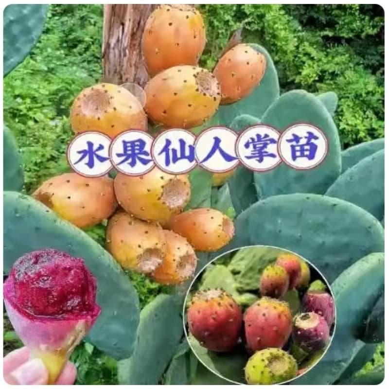 Cactus Fruit Tree Seedlings, Edible Red Fruit Tower Variety, Yellow Large Spines, Mibonta Dragon Fruit, Red Flowers