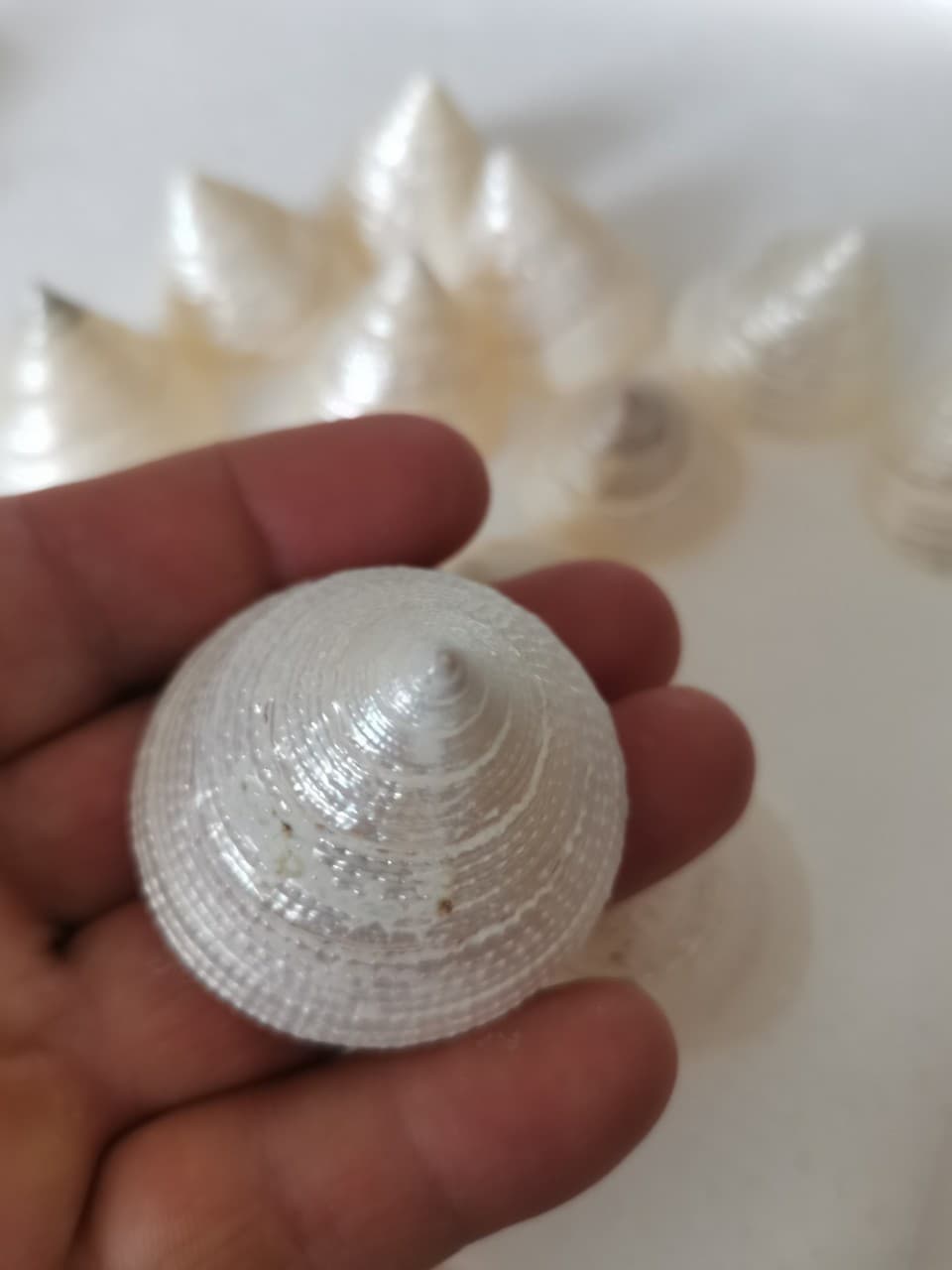 Luminous snail, natural conch shell textured luminous conch, pearl conch, peeled fish tank, aquarium hermit crab