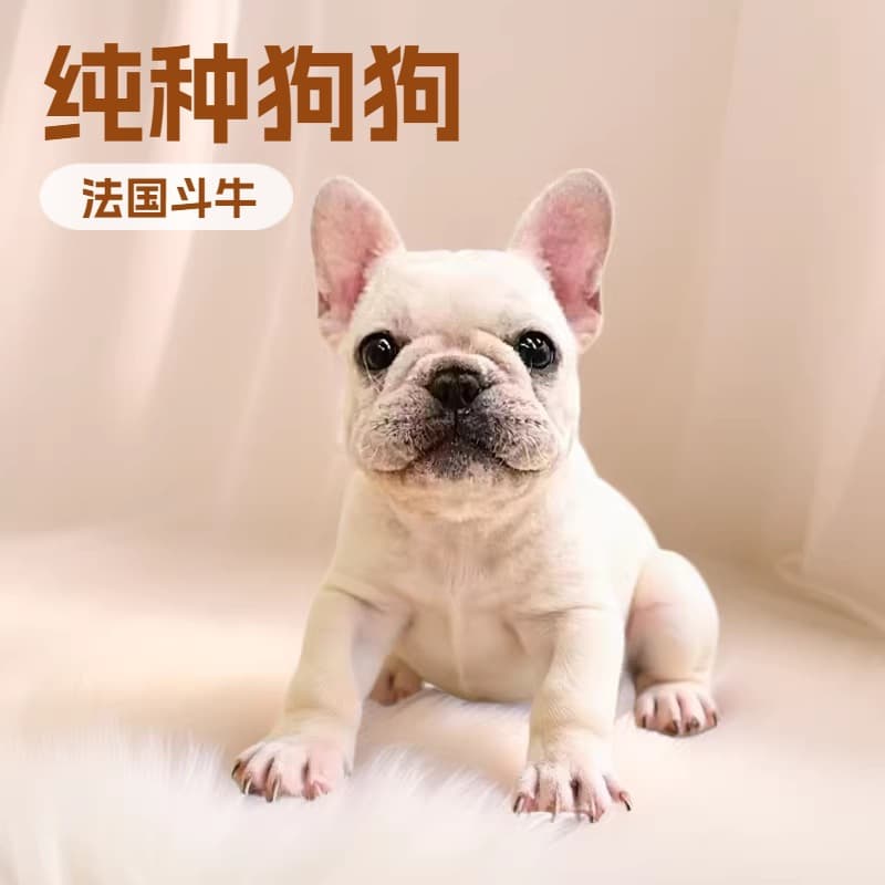 Wholesale Purebred French Bulldog Small Pet Dog Family Companion Dog Toy Dog Puppy Live Dog