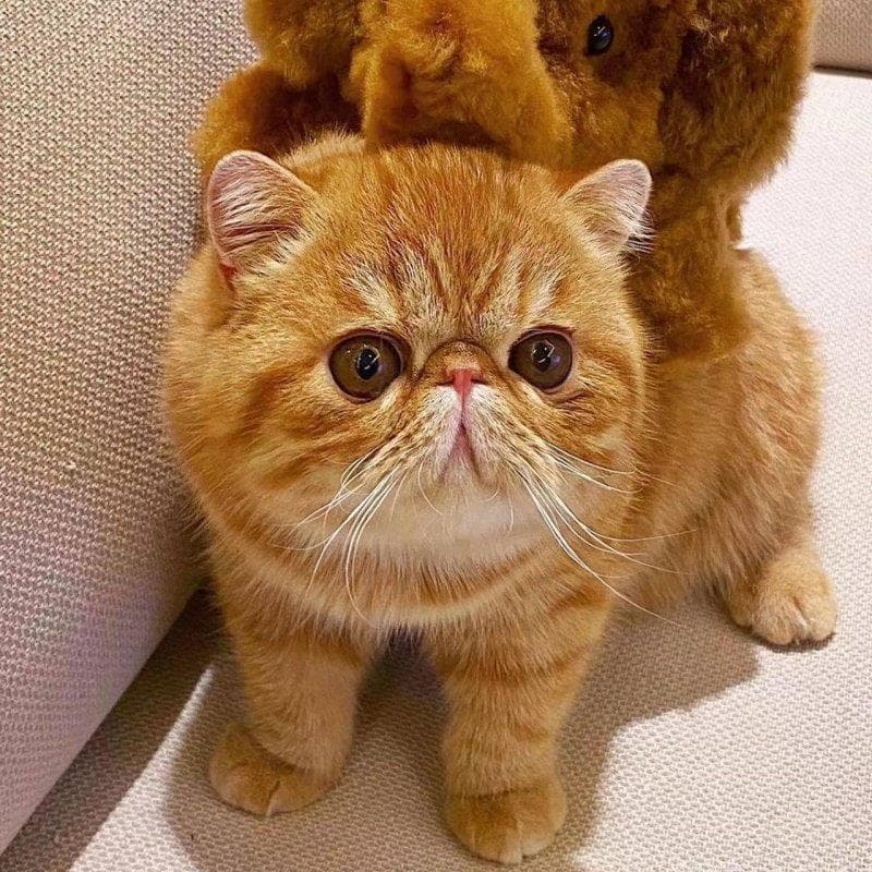 Purebred Exotic Shorthair Persian Cat Kittens Big Flat Face Pure White Long Hair Persian Cat Live Pet Cats