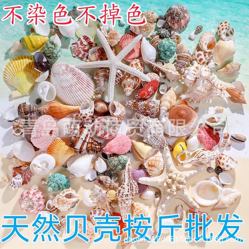 Natural shell conch shell handmade diy fish tank landscaping shell painting decorative specimen hermit crab shell weighing