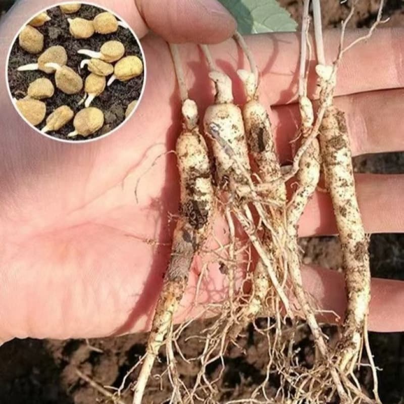 Changbai Mountain Ginseng Seeds for Year-Round Planting in Pots, Northeast American Ginseng Seeds, Herbal Plant Medicinal Seeds