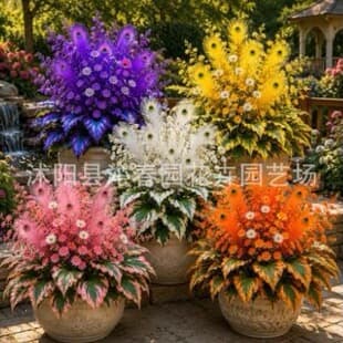 Cross-border supply Caladium bicolor seeds, Hosta seeds, Peacock Flame Hosta bulbs, wholesale flower seeds