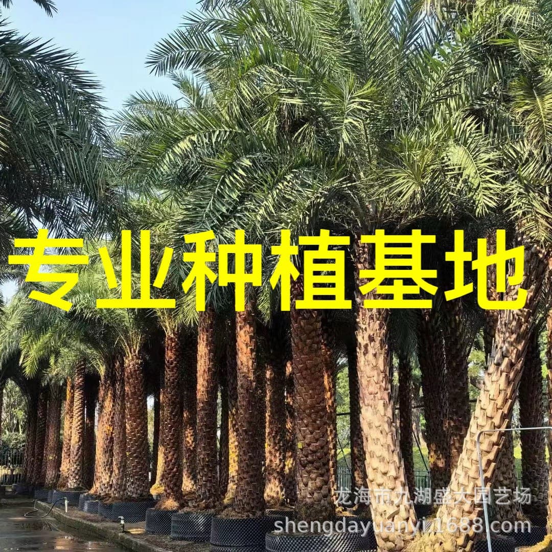 Zhejiang curved stem silver date palm price, Jiangxi middle east date palm wholesale, Jiangsu silver date palm supply