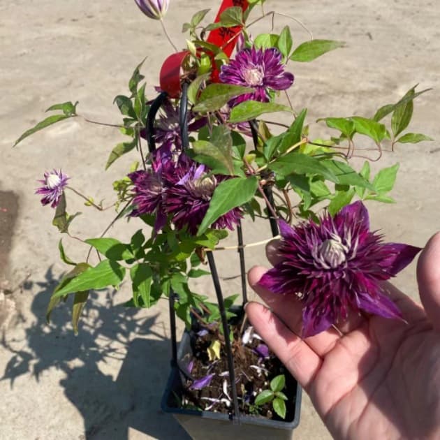 1-Gallon Diamond Ball, New Variety Clematis Blue Double Petal, Potted Vine Balcony Courtyard Flower Plant