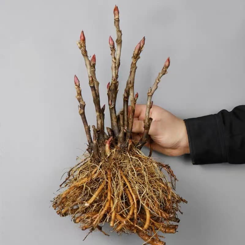 Peony Seedling Potted Plant for Indoor Balcony, Authentic Luoyang with Flower Buds, Cold-Hardy Garden Peony