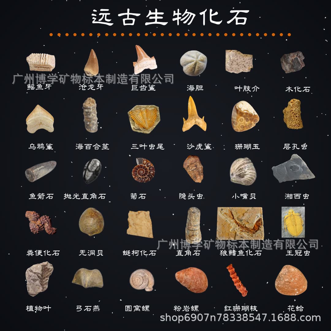 Shark tooth paleontological fossil tooth brachiopod echinoderm stone wolf-fin fish animal specimen raw stone teaching specimen
