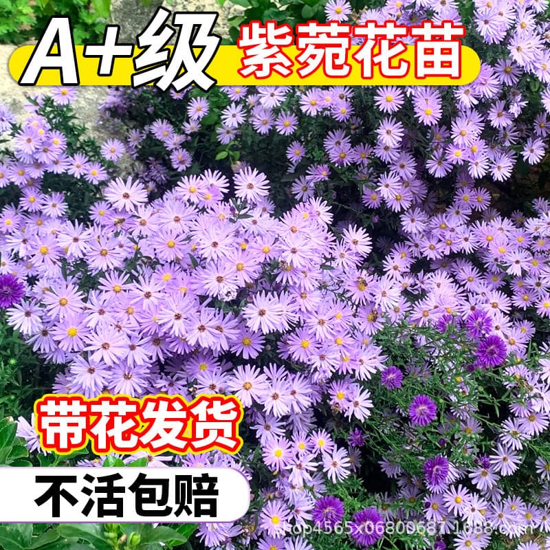 Asters with flower buds, perennial flowers for courtyards and balconies, year-round flowering plants, potted chrysanthemums, easy to grow, cold- and heat-resistant.