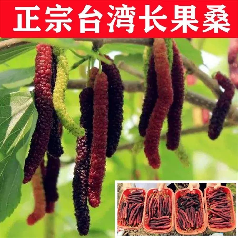 Mulberry Saplings - Taiwan Four-Season Long Mulberry, Extra Large Fruit Mulberry Seedlings for Silkworm Rearing, Fruit-Bearing Saplings in the Same Year