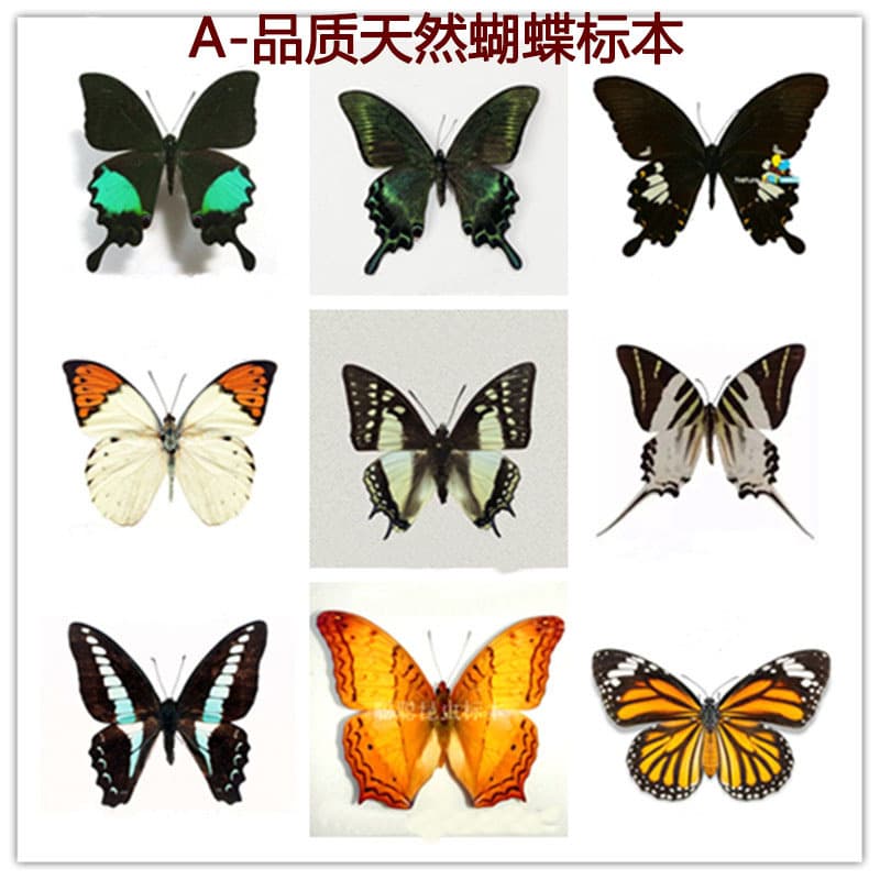 A1 Quality Real Butterfly Specimen Spread-wing Blue Morpho, Paradise Butterfly Insect Kindergarten Teaching Aid Collection