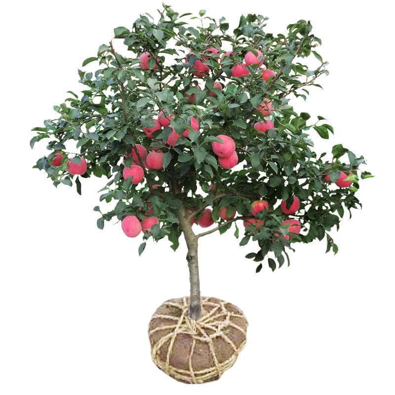 Apple tree seedlings for pot or ground planting, suitable for cultivation in southern and northern regions, grafted chicken heart apple seedlings, fruit-bearing seedlings