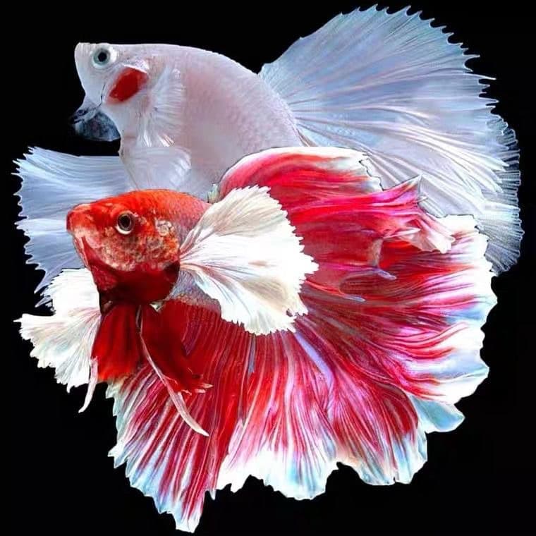 Thai fighting fish, tropical ornamental fish, big-eared wedding nymphs, half-moon fish, live fish, night market live streams, online celebrity wholesale.
