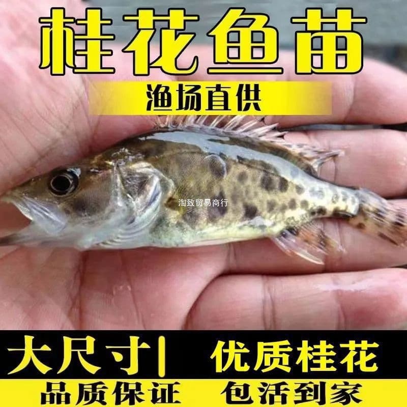 Mandarin fish fry, Siniperca chuatsi fry, Guiyu fry, lure fishing spotted mandarin fish fry, freshwater fish fry, aquaculture, live delivery guaranteed