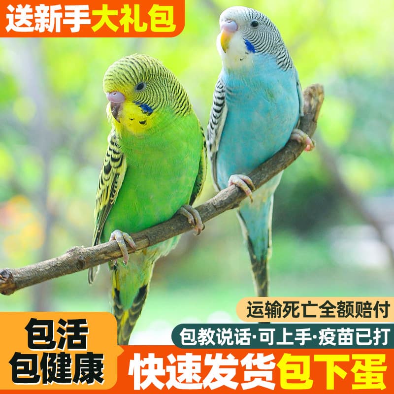 Live Parakeet Talking Bird Pet - Budgerigar, Talking Bird Species, Live Pet Parrot