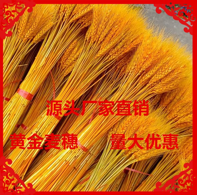 Wheat Spike Dried Flowers Factory Opening Flower Basket Barley Dried Flower Decoration Dried Flower Bouquet Real Wheat Element Wheat Spike Dried Flowers Wholesale