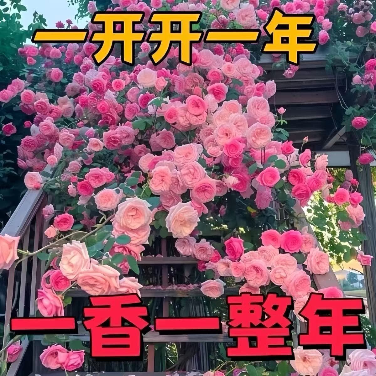 Climbing Rose Seeds for All-Season Sowing and Blooming, Climbing Rose Plant Seeds for Outdoor Garden Flowers