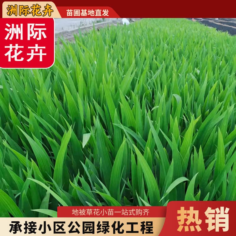 Wholesale Aquatic Canna Iris, Iris Seedlings, Seasonal Flowers, Garden Ground Cover Seedlings, Greening Seedlings Iris