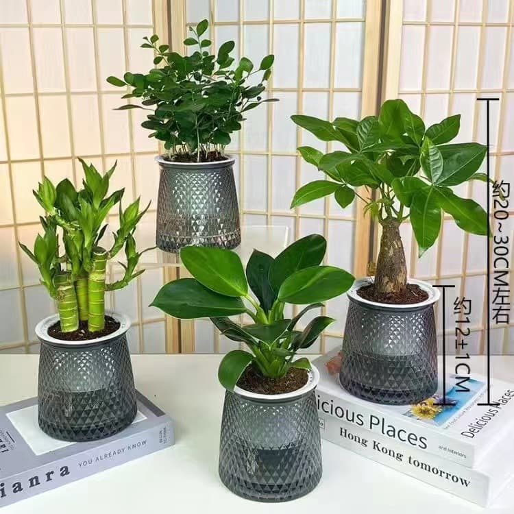 [Buy 3 Get 1 Free] Gray transparent plastic potted lucky bamboo, golden diamond, money tree, nine-mile fragrance, green plants, desktop plants, easy to care for.
