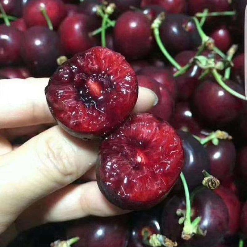 Bulk Cherry Seeds for Planting, Suitable for Potted Plants and Garden Ground Planting in Both Northern and Southern Regions, Cherry Tree Seedlings