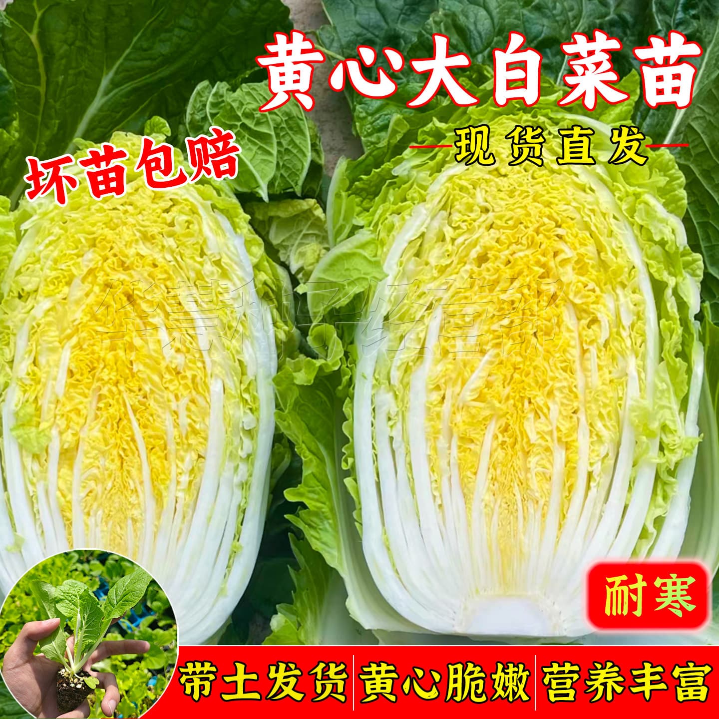 Chinese Cabbage Seedlings for Autumn Sowing, Cold-Tolerant Vegetable Seedlings, Yellow Heart Chinese Cabbage Seedlings, Four-Season High-Yield and Easy to Grow