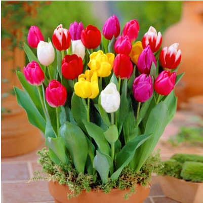 Tulip Bulbs Large Bulbs for Soil and Water Cultivation, Cold-Hardy Winter Potted Plants, Tulip Seeds Flower Bulbs