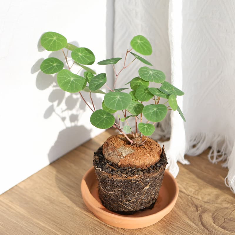 Mountain Turtle, Stephania, Red Vine, Green Vine, Mountain Turtle Green Plant, Mountain Turtle Jin Bu Huan, Water Cultivation, Soil Cultivation, Mountain Turtle Bulb