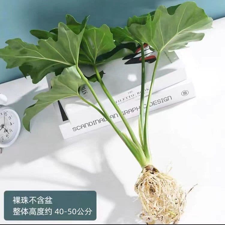 Spring Rain Green Plant Potted Indoor Easy Care Monstera Soilless Pure Feather Hydroponic Plant Indoor Easy to Grow