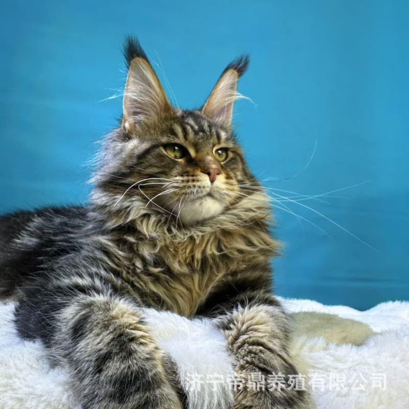 Purebred Russian Longhair Maine Coon Kittens Live Cats Large Majestic Brown Tabby Silver Tabby Cameo Red Tabby Maine Coon Live Animals