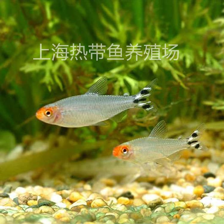 Red Nose Scissors Fish Live Fish Lampfish Small Grass Tank Schooling Fish Tropical Ornamental Fish Guaranteed Alive Farm Wholesale Bulk