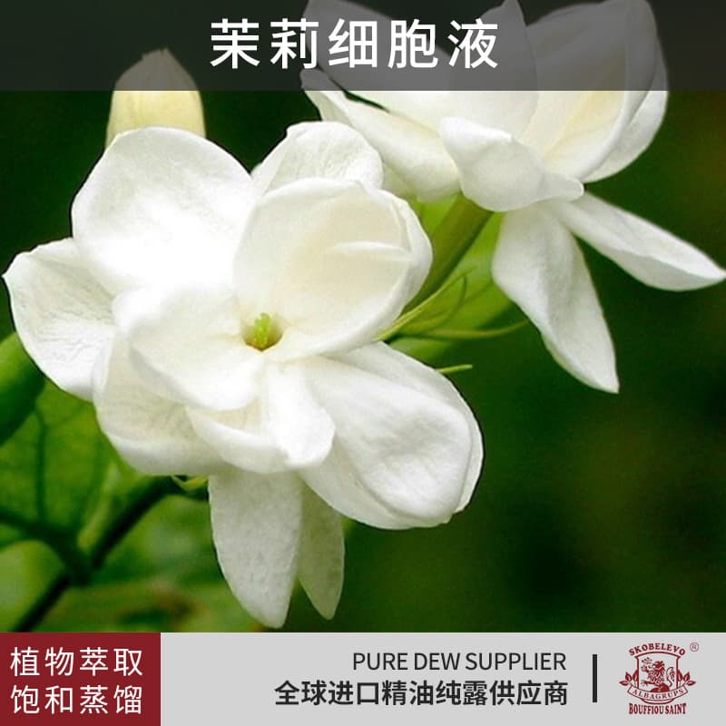 Spot Jasmine Cell Fluid Low-Temperature Cryogenic Fresh Flower Extract Natural Plant Moisturizing and Hydrating Jasmine Hydrosol Raw Material