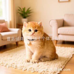 Purebred Munchkin Longhair Golden Chinchilla Cat Live Kitten Lilac Golden Chinchilla Kitten Live 12 Color Big Bun Cat