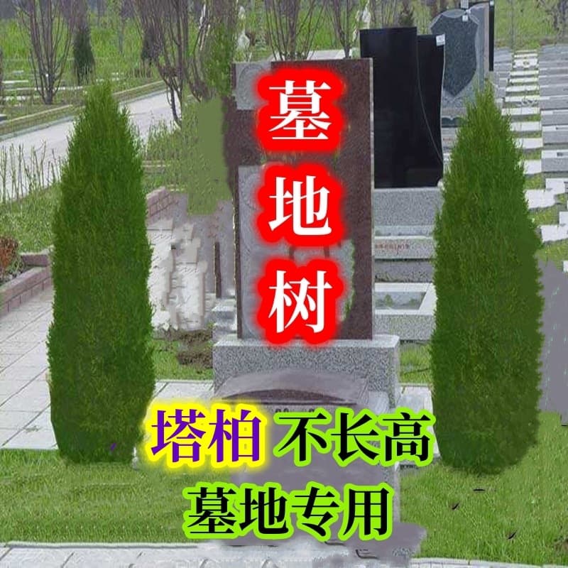 Dwarf pagoda cypress does not grow tall, Sichuan juniper is cold-resistant, evergreen pagoda pine, cemetery plant, dragon cypress, arborvitae and hinoki cypress with soil.