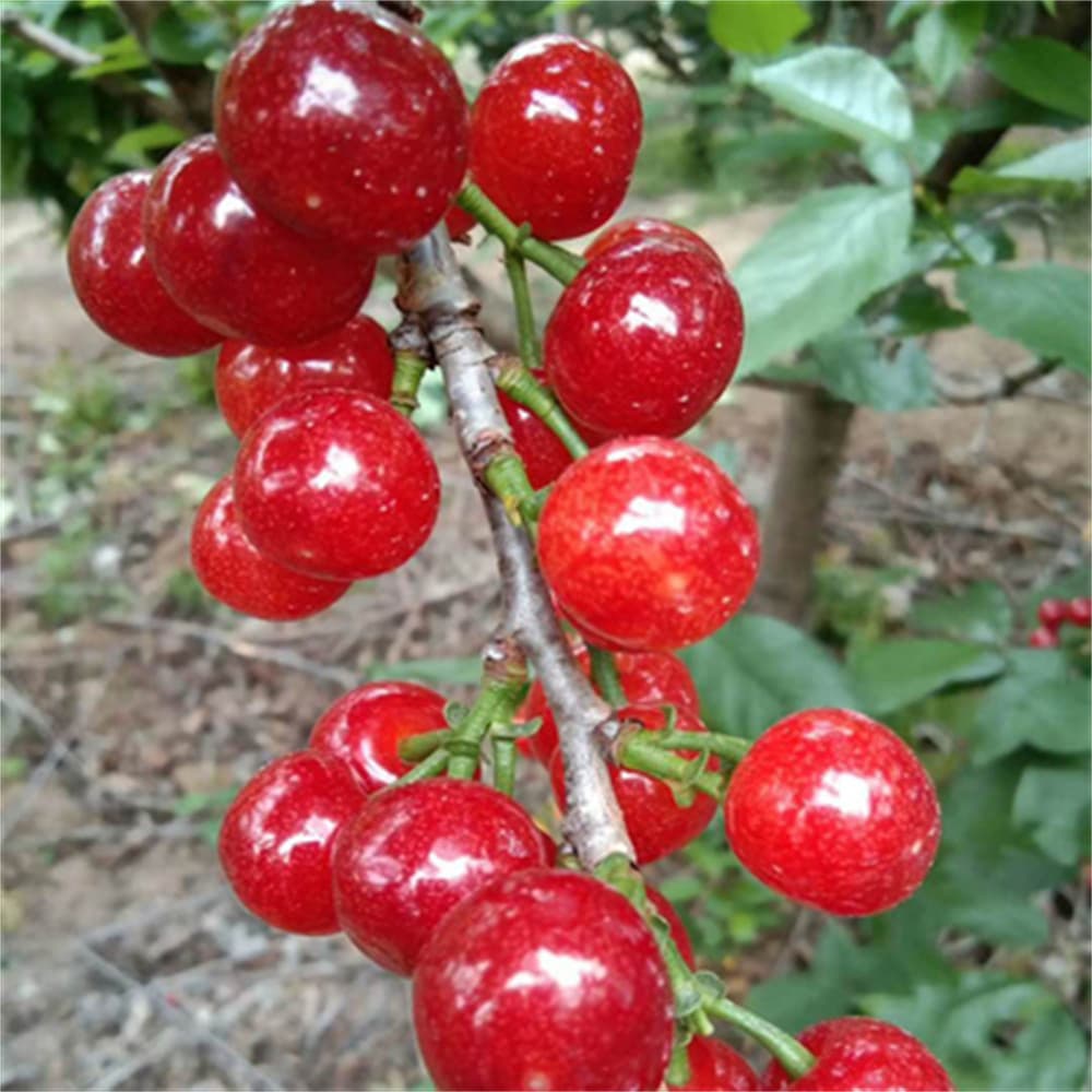 Large Cherry Sandra Rose Cherry Tree Seedling, Suitable for Courtyard Planting in North and South, Fruit Tree Seedling That Bears Fruit in the Same Year