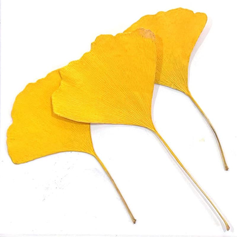 Ginkgo Leaf Natural Plant Specimen Dried Flower Pressed Phone Case Bookmark DIY Decorative Leaf Scene Dried Flower