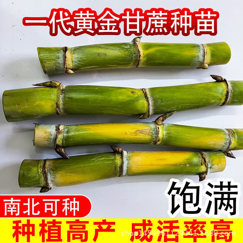 Yellow generation golden fruit sugarcane, black-skinned and green-skinned sugarcane seedlings, high-yield, crispy, sweet, north-south potted plants