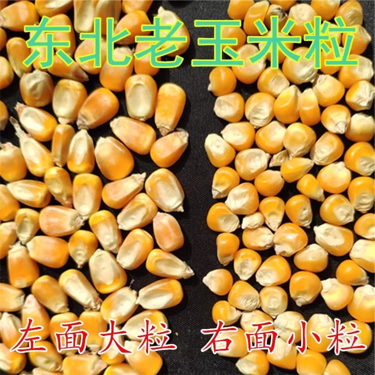 2024 New Northeast Large Corn Kernels 10jin Chicken Duck Pigeon Feed Fishing Brewing New Grain Dried Corn Kernels Pigeon Feed