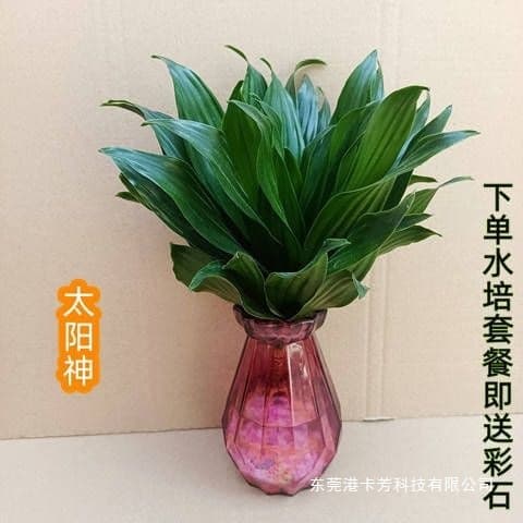 Lucky Bamboo Hydroponic Potted Plant Guanyin Bamboo Indoor Plant Water Cultured Bamboo Office Living Room Hydroponic Plant Sun God