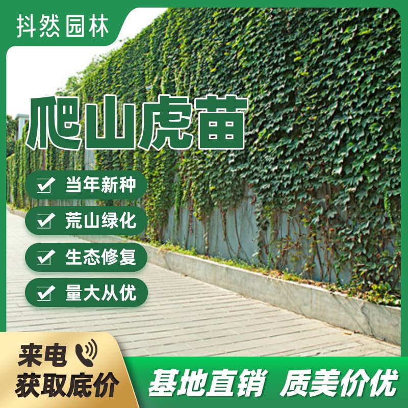 Boston Ivy Seedlings, Wall-Climbing, Virginia Creeper Seedlings, Three-Leaf Ivy, Large Red-Leaf Climbing Vine Plant Seeds