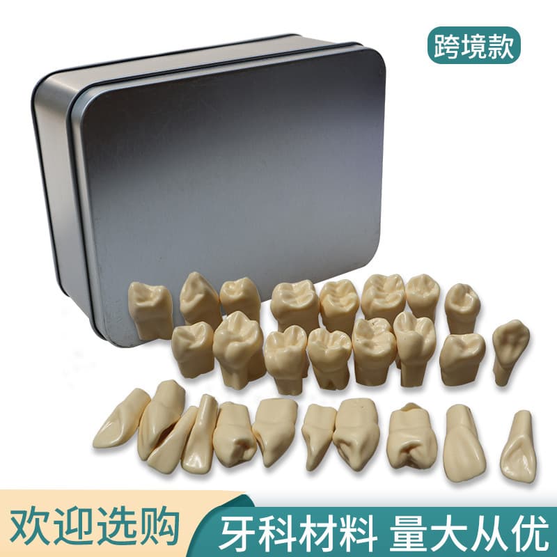 Full Mouth Teeth 2x Permanent Teeth Model for Practice Exam Dental Oral Teaching 28 Teeth 2x Tooth Model