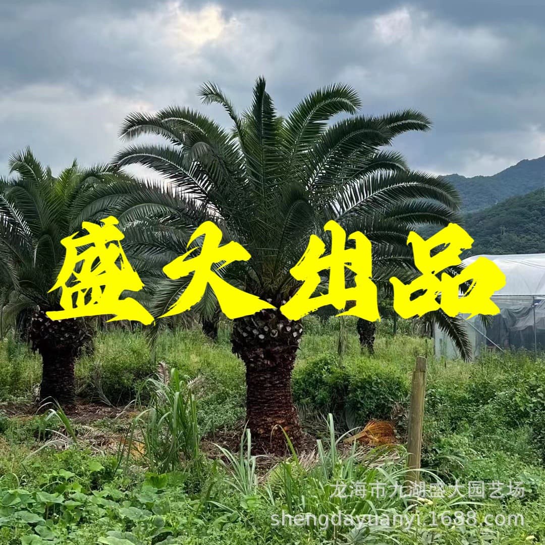 Zhejiang Canary Date Palm Wholesale Shanghai Canary Date Palm Price Fujian 3m Trunk Height Canary Date Palm Tree