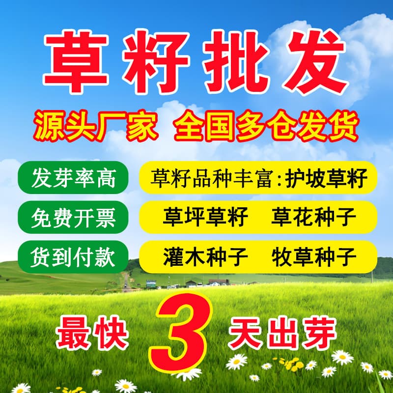 Cross-border e-commerce grass seeds, slope protection grass seeds, lawn seeds, evergreen greening grass seeds, ryegrass, bermudagrass